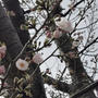 近所の公園の桜