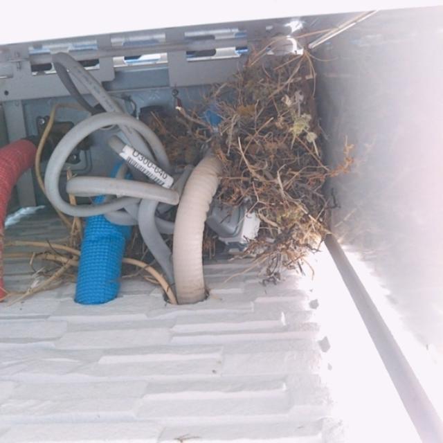 ベランダの鳥よけ対策（その１ 給湯器の中のスズメの巣の撤去）