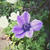私の癒し♪庭の花達♪