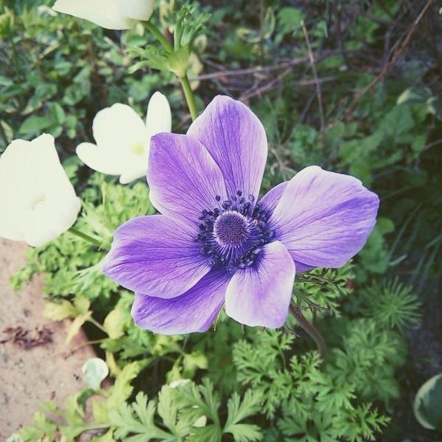 私の癒し♪庭の花達♪