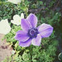 私の癒し♪庭の花達♪