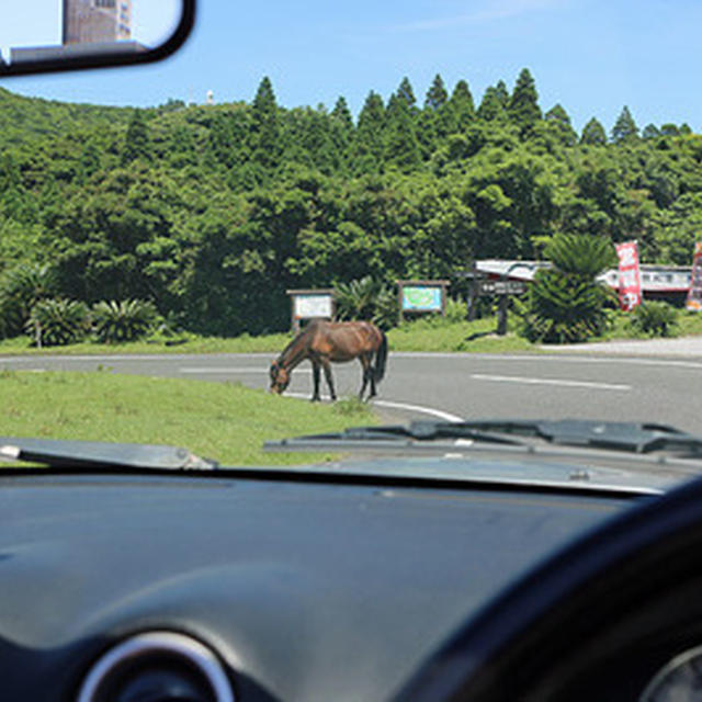 都井岬の野生馬と串間温泉「いこいの里」　九州旅行その３