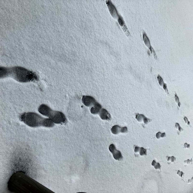 また雪かーい