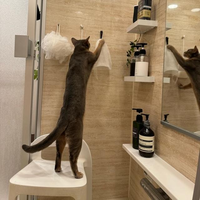 洗顔ネットドロボー