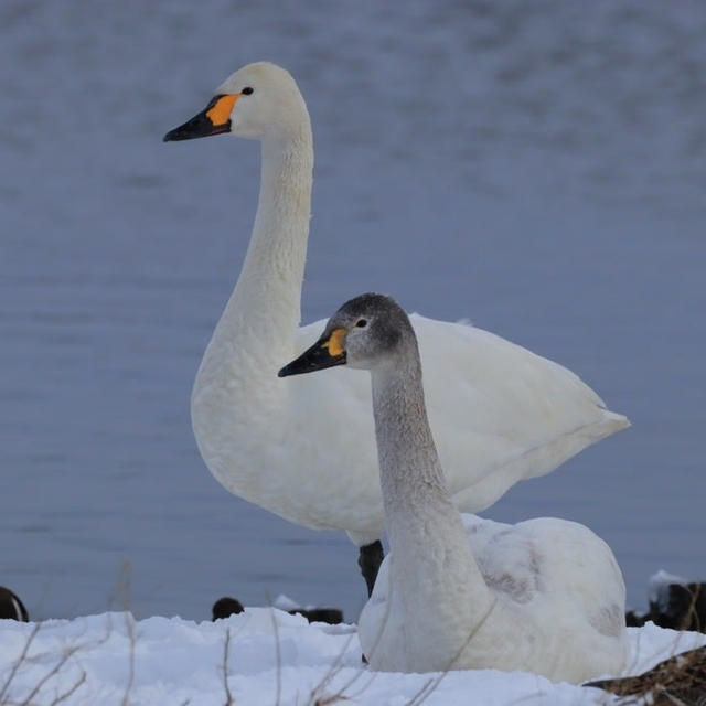 瓢湖のオオハクチョウ・コハクチョウ　越の姿白鳥