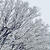 また雪が降りしきる。。。。