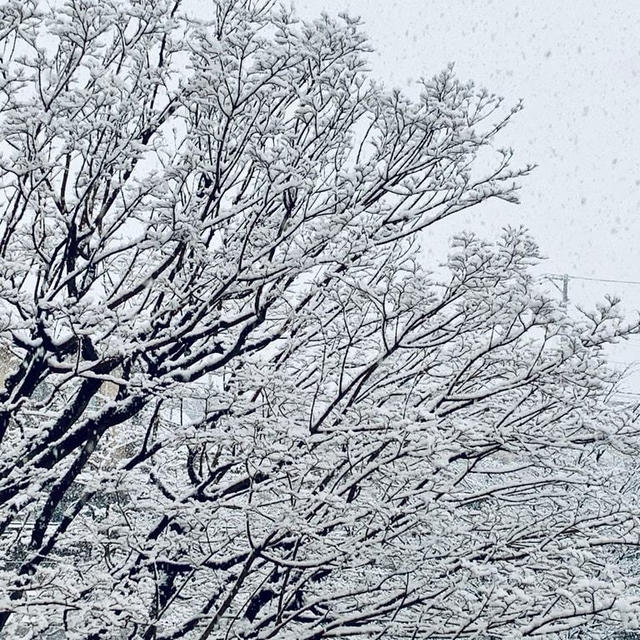 また雪が降りしきる。。。。