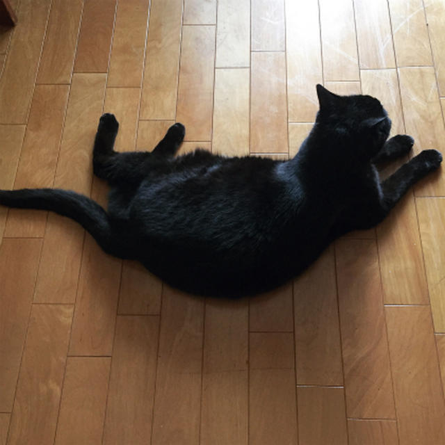 猫たち！