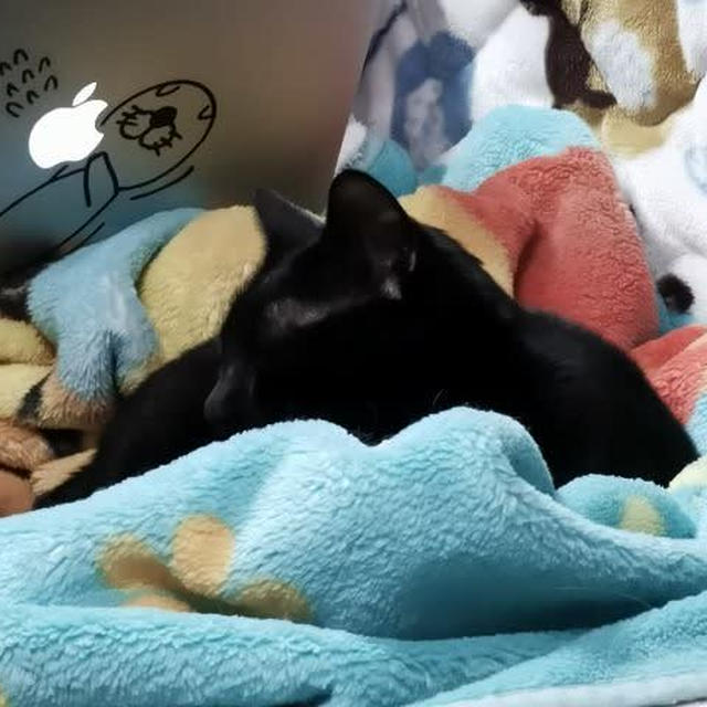 ベッドに入る10分前の猫たち
