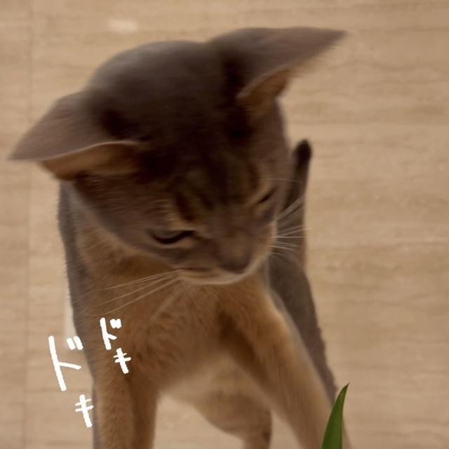 菖蒲にドキドキ坊の動画