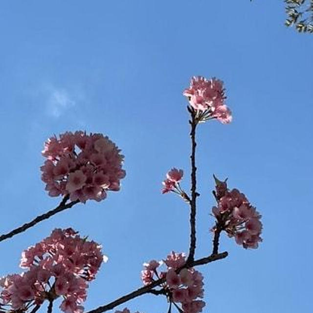 早稲田の桜