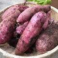 紫イモ（さつまいも）収穫☆パープルスイートロード栽培