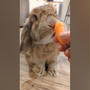 我が家のウサギが豪快にニンジンを頬張り続けるだけの動画です。癒し。可愛い。