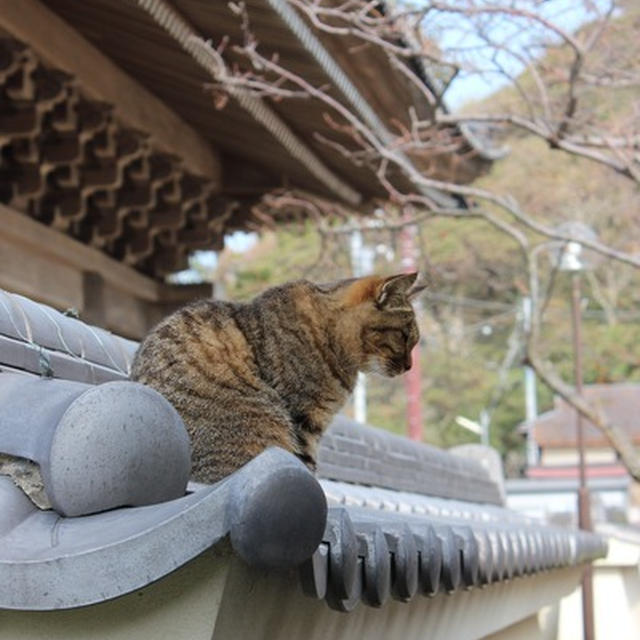 光明寺のねこ