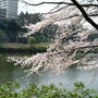 桜もおわり!?