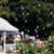 Romantic Rose Garden