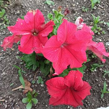 腰部脊柱管狭窄症〜タリージェ錠28日目