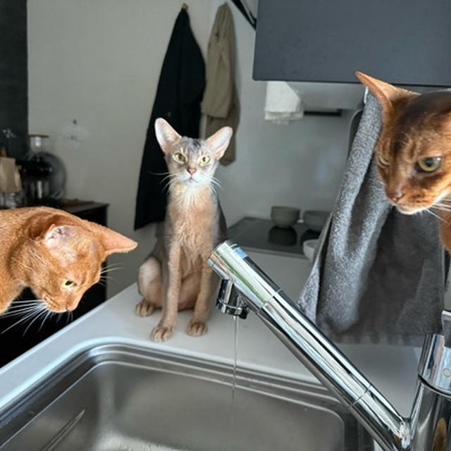 チョロリのお水に集まる猫たち
