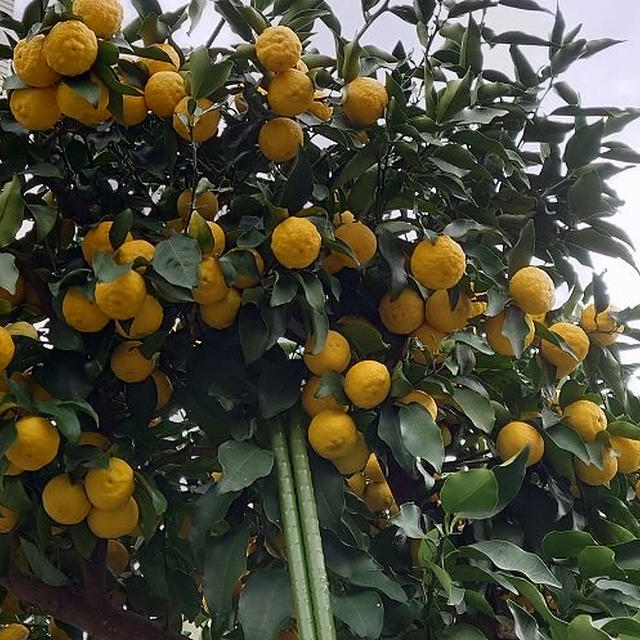花柚子便り　その７