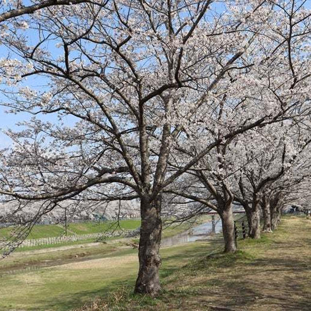 お花見 と サンドイッチ。