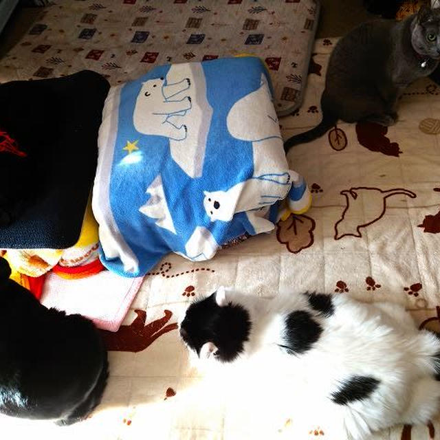 やっぱりホカペ
