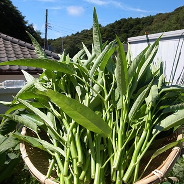 空心菜 エンサイ ヨウサイ 栽培 種まきのコツと育て方 By 根岸農園さん レシピブログ 料理ブログのレシピ満載