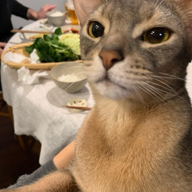 フグ鍋と抱っこマン