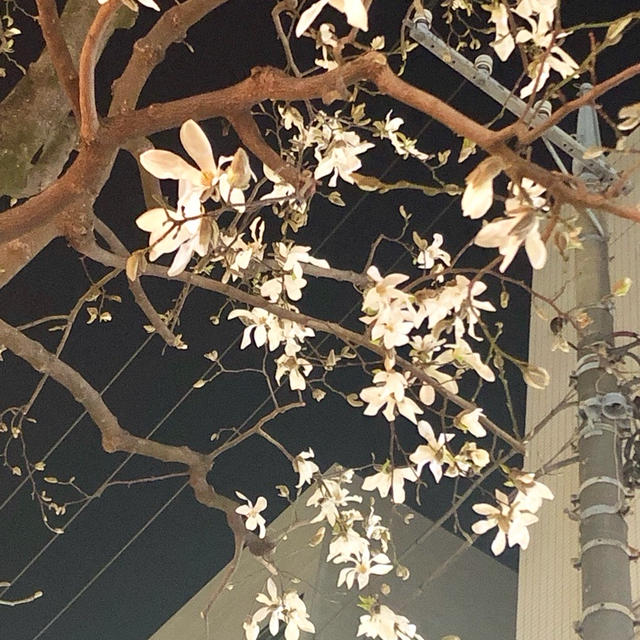 自由が丘も花見の準備かな？無印良品週間