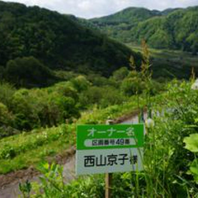 お米のオーナーに。（佐渡・小倉千枚田オーナー制度）