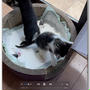 本日の仔猫ちゃん１０ 〜動画付き〜