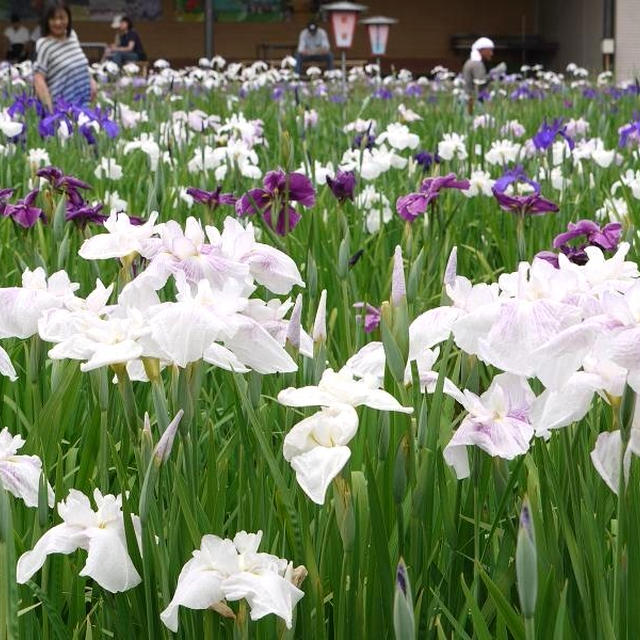 山形県　長井あやめ公園の長井古種