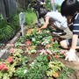 【 公園にお花を植えましょぅ！ 子供のﾎﾞﾗﾝﾃｨｱ活動 】