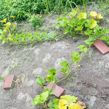 とことん向いてない事ってあるのね。の、話。