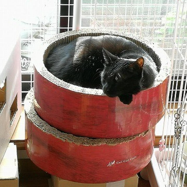 猫に慰められたら...