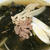 誕生日に食べる韓国わかめスープのレシピ（ミヨック）