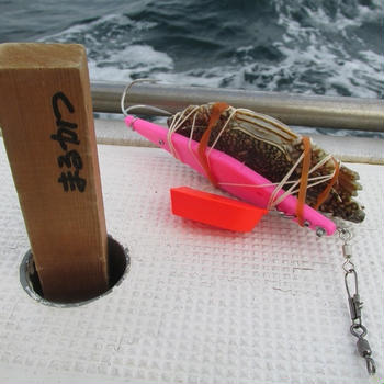 【相模湾・小坪】今年もタコのシーズンがやって来た！！