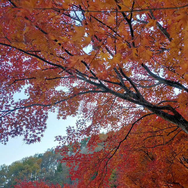 紅葉狩りに行ってきました＼(^o^)／