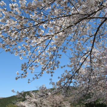 Sakura Onigiri / Cherry Blossom Rice Balls 桜おにぎり