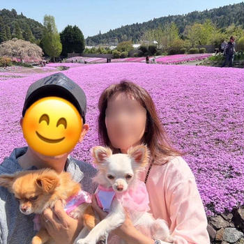 芝桜のじゅうたん４(✿´∀｀✿)2025.4.30