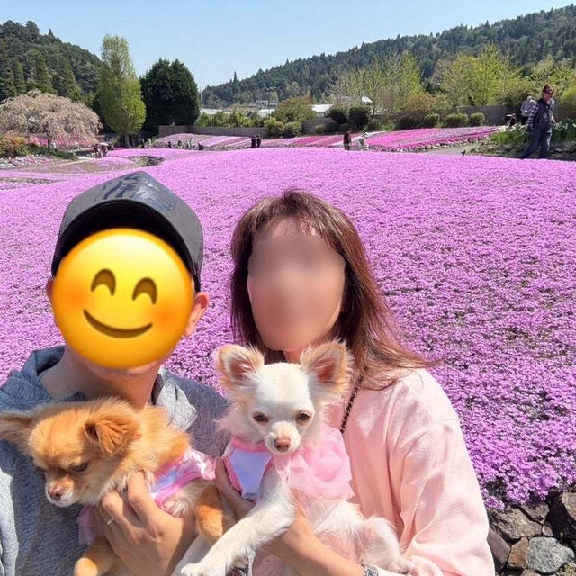 芝桜のじゅうたん４(✿´∀｀✿)2025.4.30