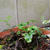 謎の植物が生えている...