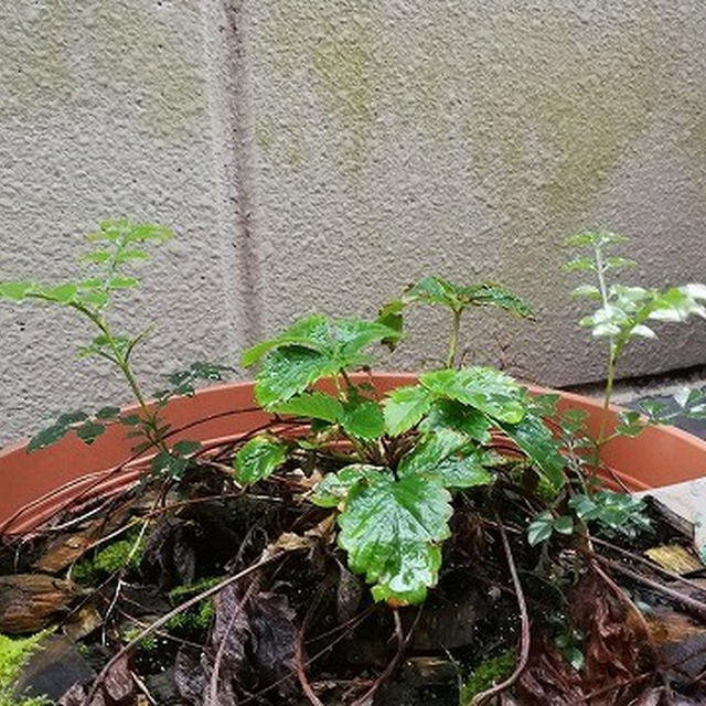 謎の植物が生えている...