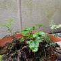 謎の植物が生えている...