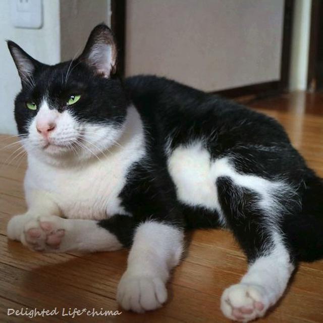 難治性口内炎～わが家のお猫様