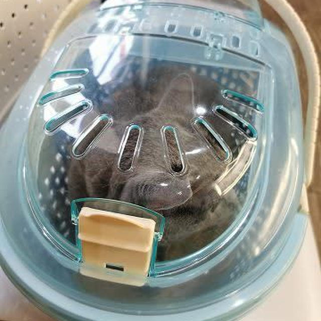 さくらの不調