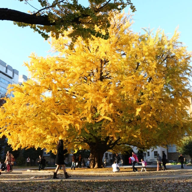 ★東京大学の銀杏並木。