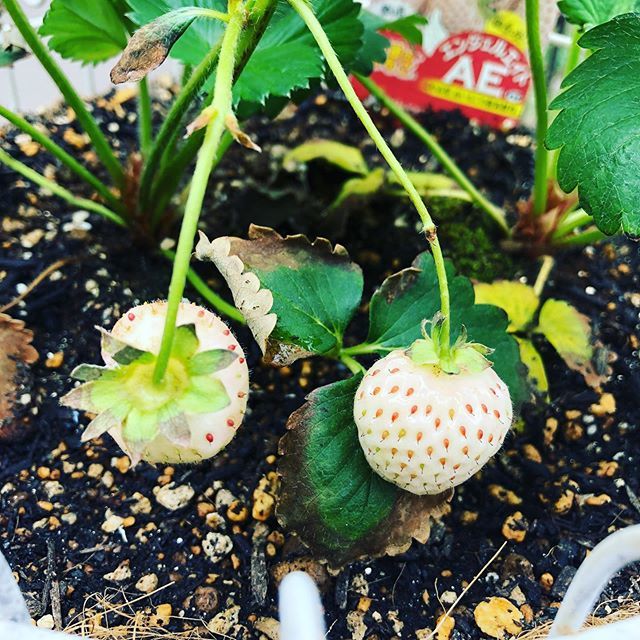 【Instagram】白いイチゴが実りました#イチゴ#白いイチゴ#家庭菜園