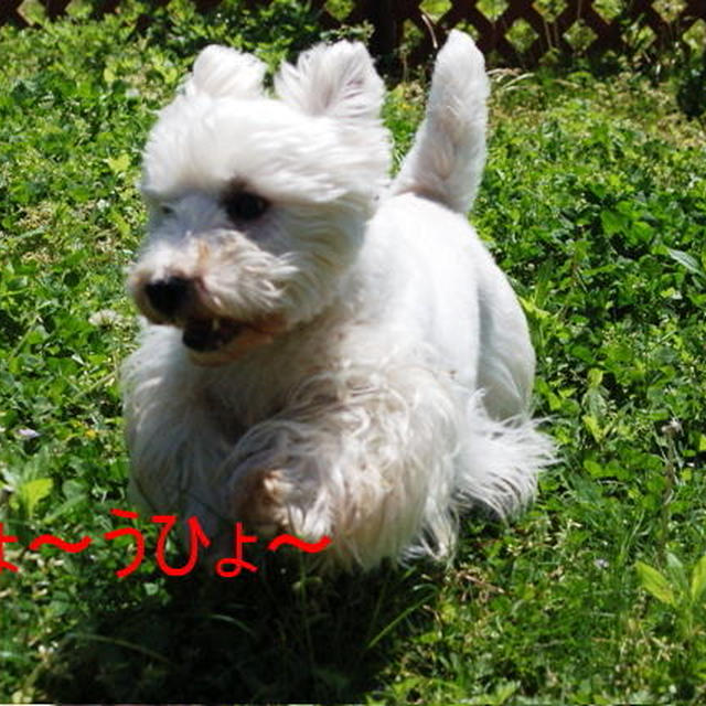 今日は我が家のドッグランで・・・