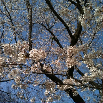 お花見で食べたおいしいごはんいろいろ