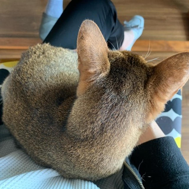 ちび子をおひざに抱っこしてるつもりになれる写真
